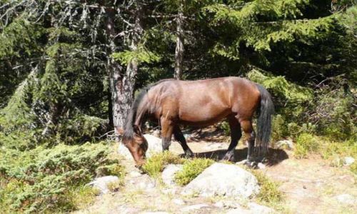 Zdjcie BUGARIA / brak / Dolina Maljowicy / Ko w grach 1
