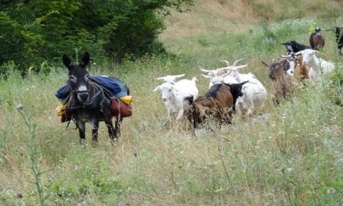 Zdjęcie BUłGARIA / - / Czerwen / Bułgarski Magare