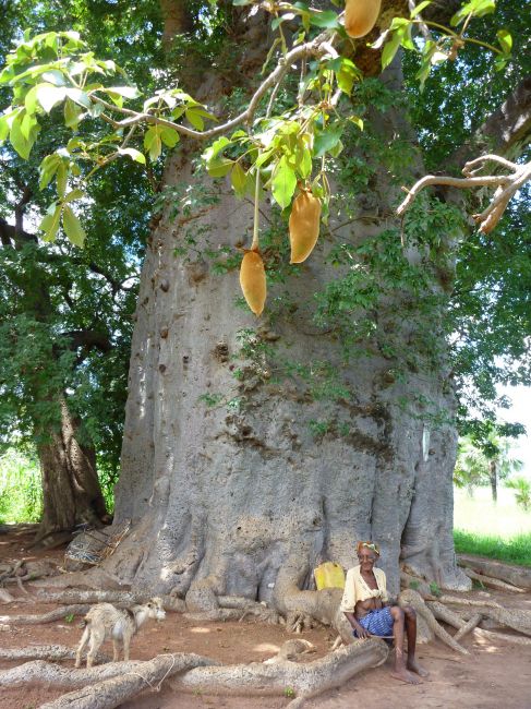 Zdjęcia: okolice Banfory, okolice jeziora Tengrela, Święty Baobab., BURKINA FASO Zdjęcia: okolice Banfory, okolice jeziora Tengrela, Święty Baobab., BURKINA FASO