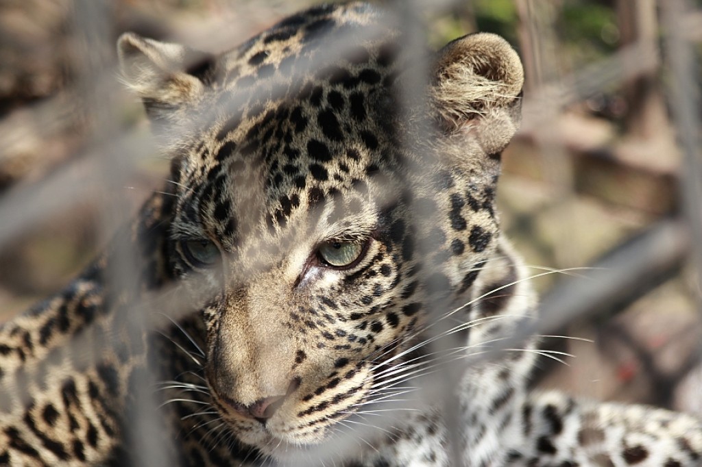Zdjęcia: Burundi, Burundi, W zoo w Bujumburze, BURUNDI Zdjęcia: Burundi, Burundi, W zoo w Bujumburze, BURUNDI