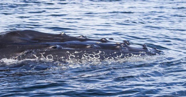 Zdj cia: Cienina Magellana, Punta Arenas, Wieloryb - jego cz przednia, CHILE