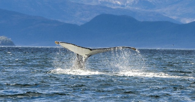 Zdj cia: Cienina Magellana, Punta Arenas, Kocwka humbaka, CHILE