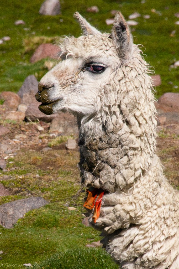 Zdjęcia: Guallatire , Arica y Parinacota, Portret Lamy, CHILE Zdjęcia: Guallatire , Arica y Parinacota, Portret Lamy, CHILE
