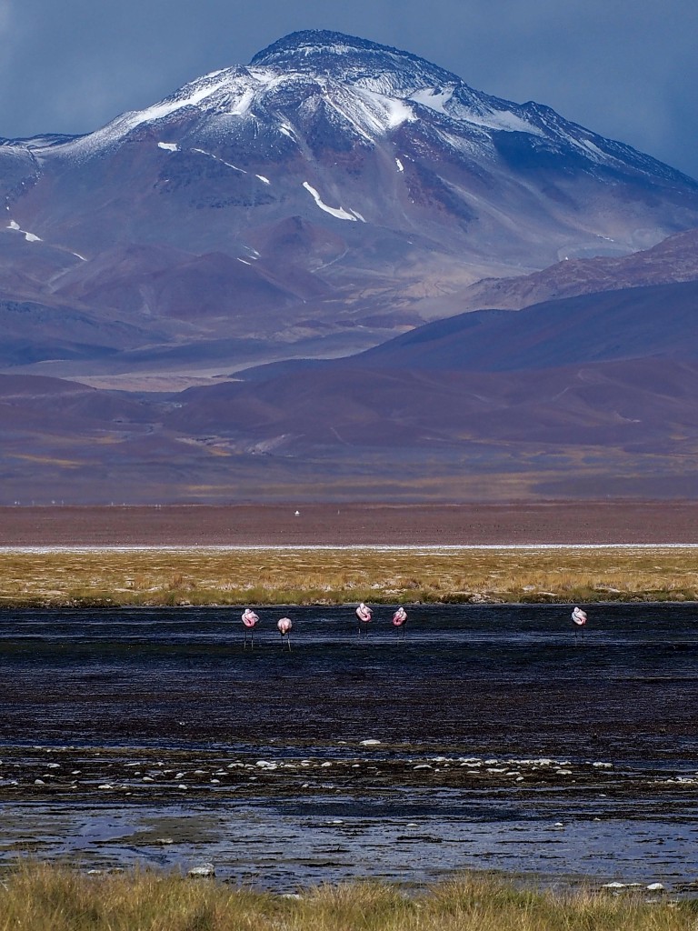Zdjęcia: Laguna Santa Rosa, Atakama, Laguna, CHILE Zdjęcia: Laguna Santa Rosa, Atakama, Laguna, CHILE
