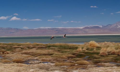Zdjecie CHILE / brak / Pustynia Atacama, droga pod Ojos del Salado / Laguna Santa Rosa