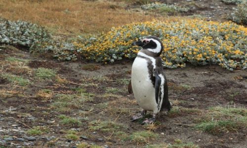 Zdjecie CHILE / Punta Arenas / Otway Sound / Otway Sound penguin colony