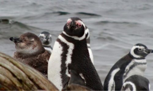 Zdjecie CHILE / Punta Arenas / Otway Sound / Pingwinki
