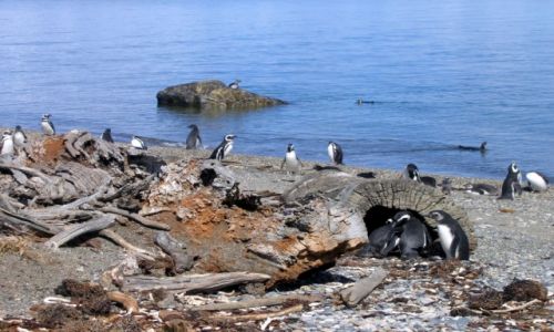 Zdjcie CHILE / Punta Arenas / Seno Otway pinguinera / W grupie razniej