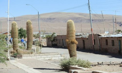 Zdjęcie CHILE / Andy / Pustynia Atacama / Atrakcyjne kaktusy
