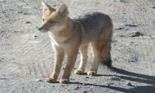 Zdjecie CHILE / Andy / Atacama / Pustyny lisek- zorrito