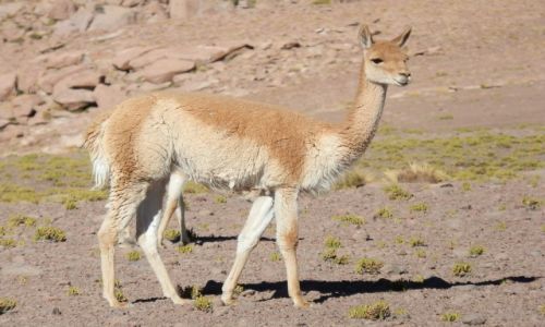 Zdjecie CHILE / Andy / Atacama / Gracja i lekko vicunii