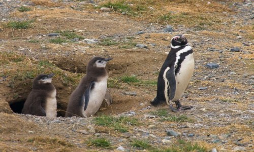 Zdjecie CHILE / Patagonia / Isla Magdalena / Wychodzimy. Ostatni gasi wiato.
