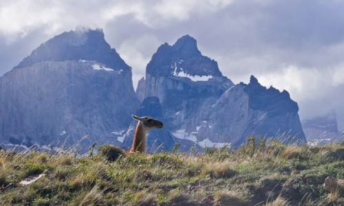 Zdjcie CHILE / Patagonia / NP Torres del Paine / Za Madam :-) Peryskop.