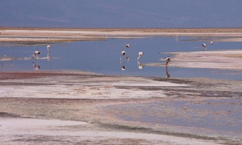 Zdjęcie CHILE / Pustynia Atacama / Laguna Chaxa / Dzień pochmurny też ma swój urok ;-)