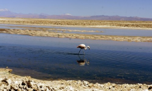Zdjecie CHILE / San Pedro de Atacama / San Pedro de Atacama / Laguna Chaxa