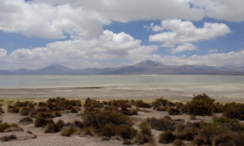 Zdjcie CHILE / Arica y Parinacota / Salar de Surire / Krajobrazy NP Lauca 