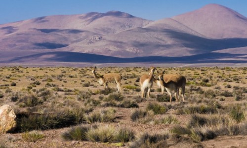 Zdjcie CHILE / Arica y Parinacota / Reserva de vicunas / Fijo na punkcie wikuni 