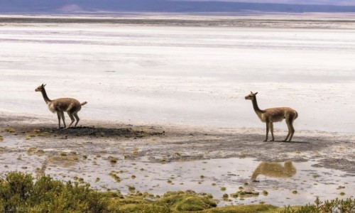 Zdjcie CHILE / Arica y Parinacota / Salar de Surire / Wikunia czystym zwierzem jest, czyli kolejka do wc