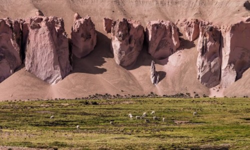 Zdjecie CHILE / Arica y Parinacota / Lauka NP / Kolacja w cieniu szczki olbrzyma