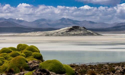 Zdjecie CHILE / Arica y Parinacota / Salar de Surire / Na salarze