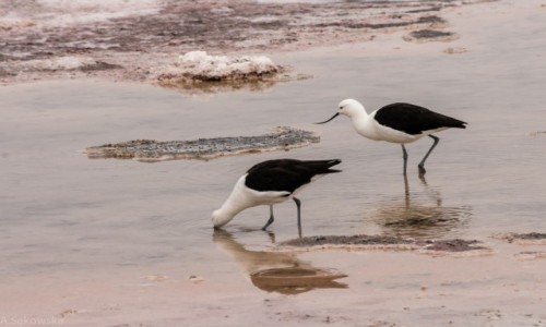 Zdjcie CHILE / Atacama / Chaxa / Szablodzioby w akcji