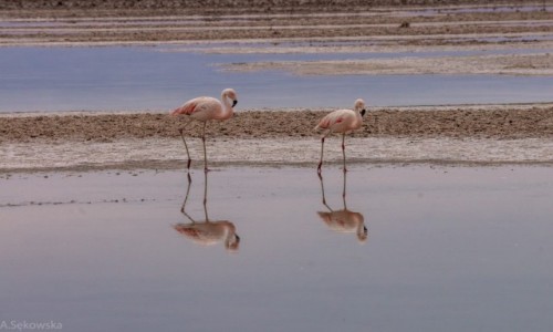 Zdjcie CHILE / Atacama / Chaxa / Flamingi na lagunie Chaxa