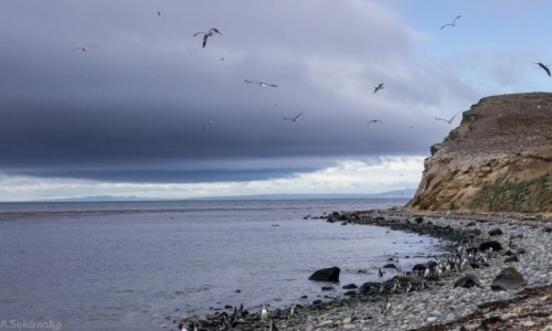 Zdjcie CHILE / Patagonia / Isla Magdalena / Na pingwiniej wyspie