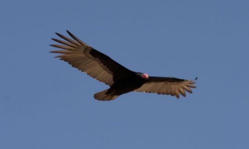 Zdjęcie CHILE / Okolice Arica / Okolice Arica / Wolność