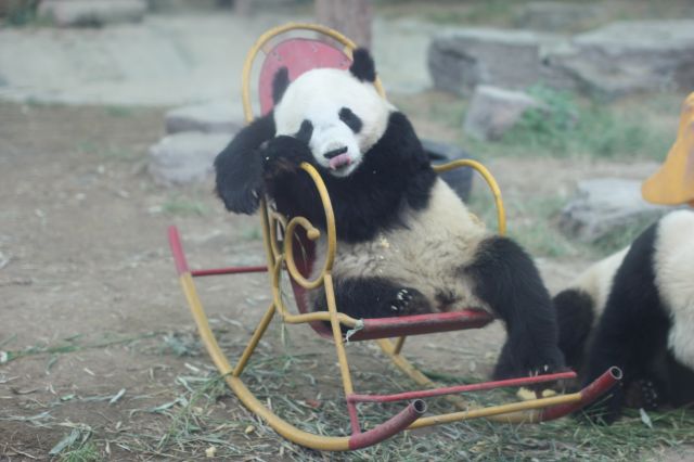 Zdjęcia: pekińskie zoo, Pekin, najmilej czas spędza się na bujanym fotelu, CHINY Zdjęcia: pekińskie zoo, Pekin, najmilej czas spędza się na bujanym fotelu, CHINY