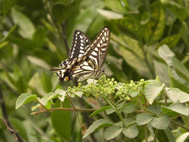 Zdjęcia: Shi Lin, Yunnan, Motyl, CHINY Zdjęcia: Shi Lin, Yunnan, Motyl, CHINY