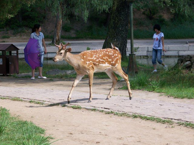 Zdjęcia: CHENGDE, PROWINCJA HEBEI, CHENGDE, PAŁAC LETNI, CHINY Zdjęcia: CHENGDE, PROWINCJA HEBEI, CHENGDE, PAŁAC LETNI, CHINY