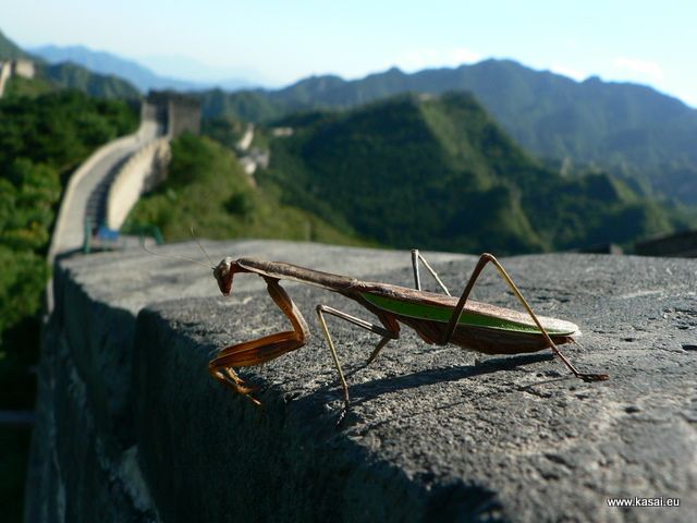 Zdjęcia: Wielki Mur, Modliszka na Wielkim Murze, CHINY Zdjęcia: Wielki Mur, Modliszka na Wielkim Murze, CHINY