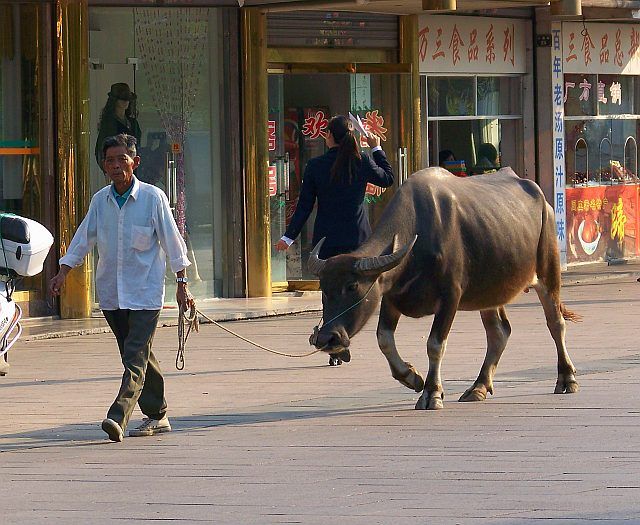 Zdjęcia: ZHOUZHUANG, PROWINCJA JIANGSU, SPACER ULICĄ, CHINY Zdjęcia: ZHOUZHUANG, PROWINCJA JIANGSU, SPACER ULICĄ, CHINY