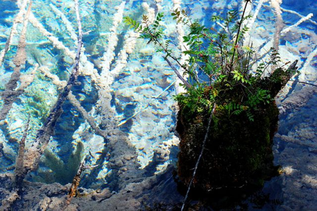 Zdjęcia: Jiuzhaigou, Sichuan, #14, CHINY Zdjęcia: Jiuzhaigou, Sichuan, #14, CHINY