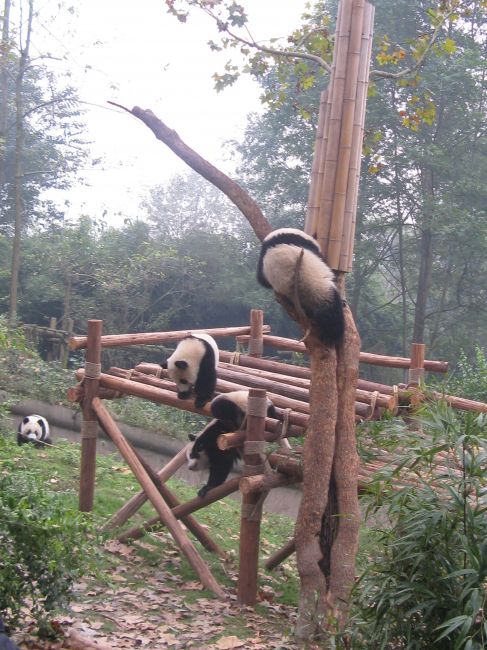 Zdjęcia: osrodek hodowli pandy wielkiej, Chengdu, zabawa, CHINY Zdjęcia: osrodek hodowli pandy wielkiej, Chengdu, zabawa, CHINY
