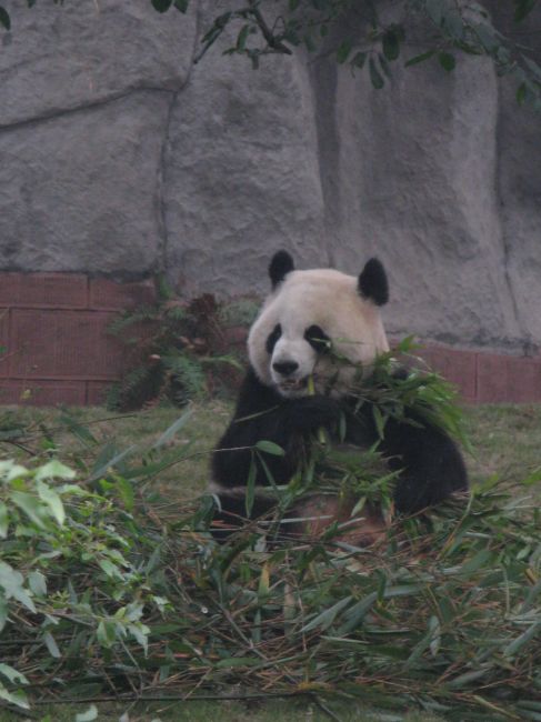 Zdjęcia: osrodek hodowli pandy wielkiej, Chengdu, pychotka, CHINY Zdjęcia: osrodek hodowli pandy wielkiej, Chengdu, pychotka, CHINY