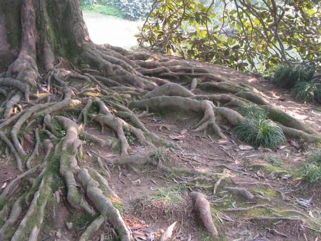 Zdjęcia: miejski park, Hangzhou, drzewo, CHINY Zdjęcia: miejski park, Hangzhou, drzewo, CHINY