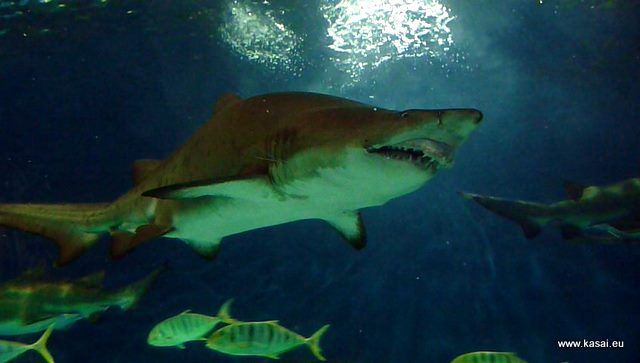 Zdjęcia: Szanghaj, Szanghaj - oceanarium - rekin, CHINY Zdjęcia: Szanghaj, Szanghaj - oceanarium - rekin, CHINY