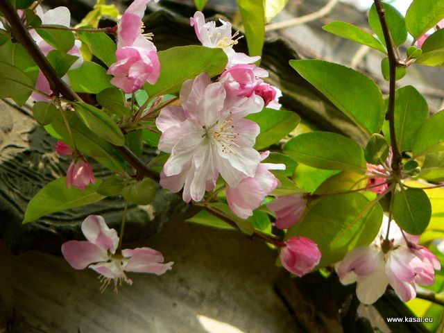 Zdjęcia: Suzhou Ogród Pokornego Zarządcy, Suzhou ogród, CHINY Zdjęcia: Suzhou Ogród Pokornego Zarządcy, Suzhou ogród, CHINY