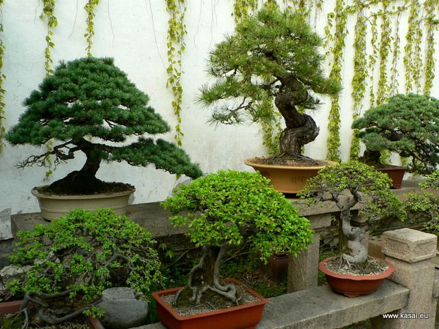 Zdjęcia: Suzhou Ogród Pokornego Zarządcy, Suzhou ogród, CHINY Zdjęcia: Suzhou Ogród Pokornego Zarządcy, Suzhou ogród, CHINY