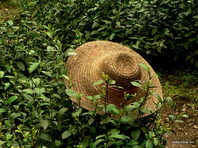 Zdjęcia: Hangzhou, Hangzhou - pola herbaciane, CHINY Zdjęcia: Hangzhou, Hangzhou - pola herbaciane, CHINY