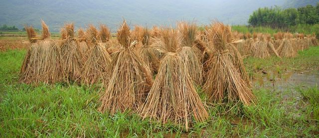Zdjęcia: chińska wieś, Guizhou, słoma ryżowa, CHINY Zdjęcia: chińska wieś, Guizhou, słoma ryżowa, CHINY