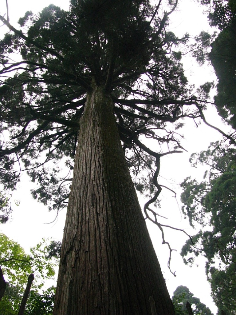 Zdjęcia: Lu Shan, prowincja Jianxi, Cryptomeria, CHINY Zdjęcia: Lu Shan, prowincja Jianxi, Cryptomeria, CHINY