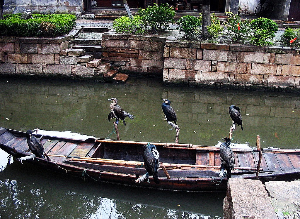 Zdjęcia: , Suzhou, W oczekiwaniu na łowy, CHINY Zdjęcia: , Suzhou, W oczekiwaniu na łowy, CHINY