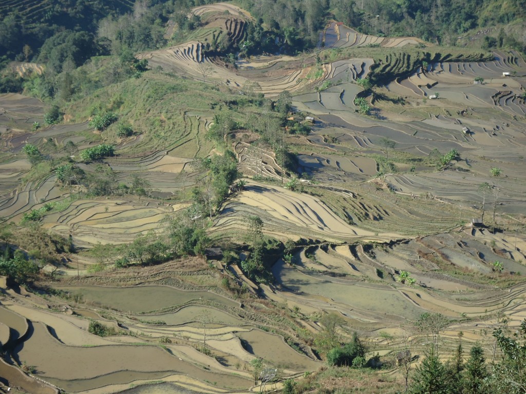 Zdjęcia: okolice Xinjie, Yunnan, Tarasy ryżowe Laohuzuji (4), CHINY Zdjęcia: okolice Xinjie, Yunnan, Tarasy ryżowe Laohuzuji (4), CHINY