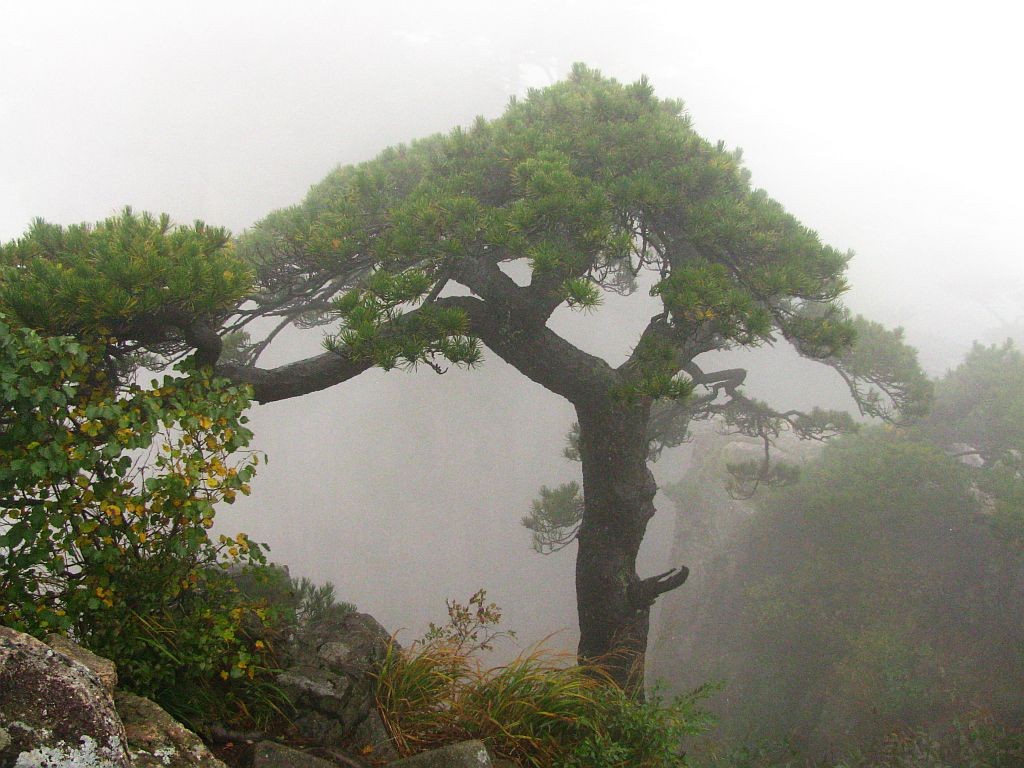 Zdjęcia: Huang Shan, prowincja Anhui, sosny we mgle, CHINY Zdjęcia: Huang Shan, prowincja Anhui, sosny we mgle, CHINY