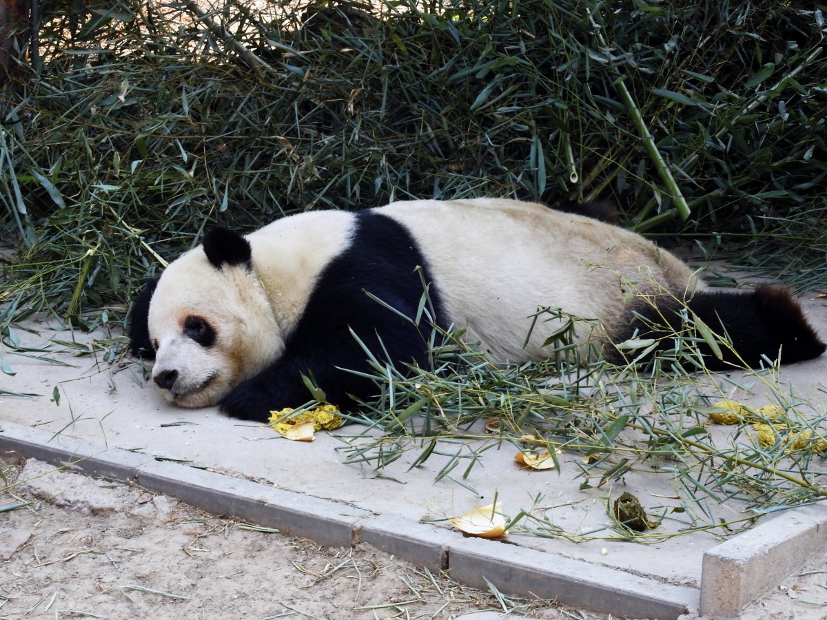 Zdjęcia: ZOO, Pekin, Panda wielka, CHINY Zdjęcia: ZOO, Pekin, Panda wielka, CHINY