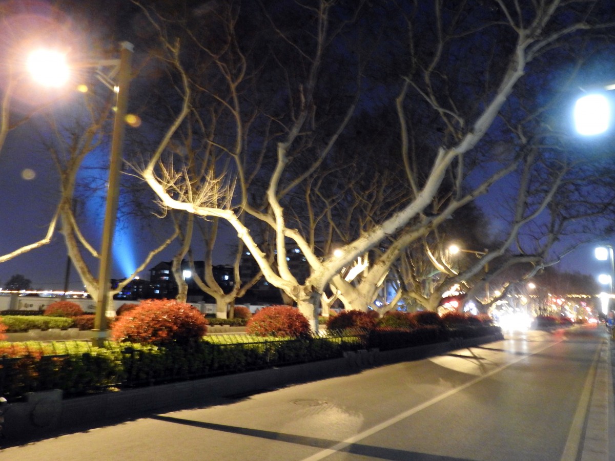 Zdjęcia: Nankin, Nankin, Platany, CHINY Zdjęcia: Nankin, Nankin, Platany, CHINY