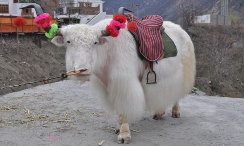 Zdjęcie CHINY / Syczuan / Songpan / Zapraszam do zdjecia