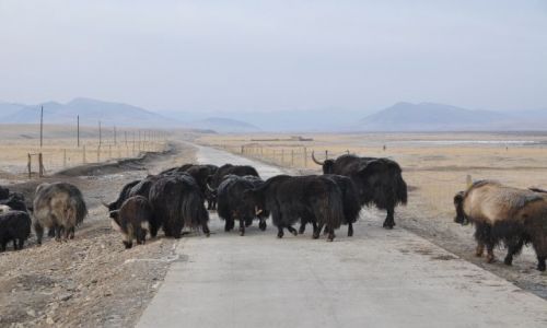 Zdjęcie CHINY / Syczuan / Okolice Langmusi / Naturalna przeszkoda